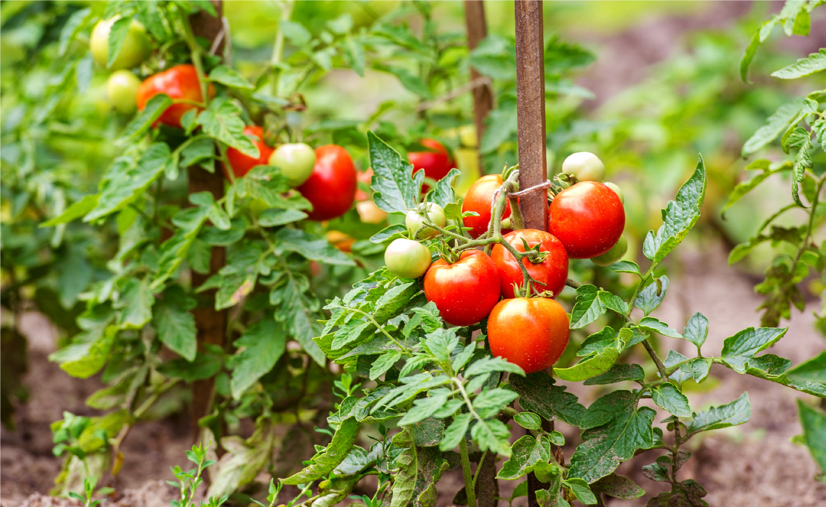 Growing your own tomatoes