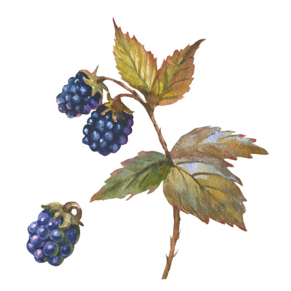 Bramble for winter foraging