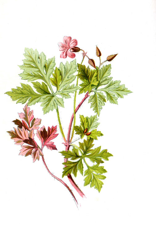 Herb Robert - perfect for winter foraging