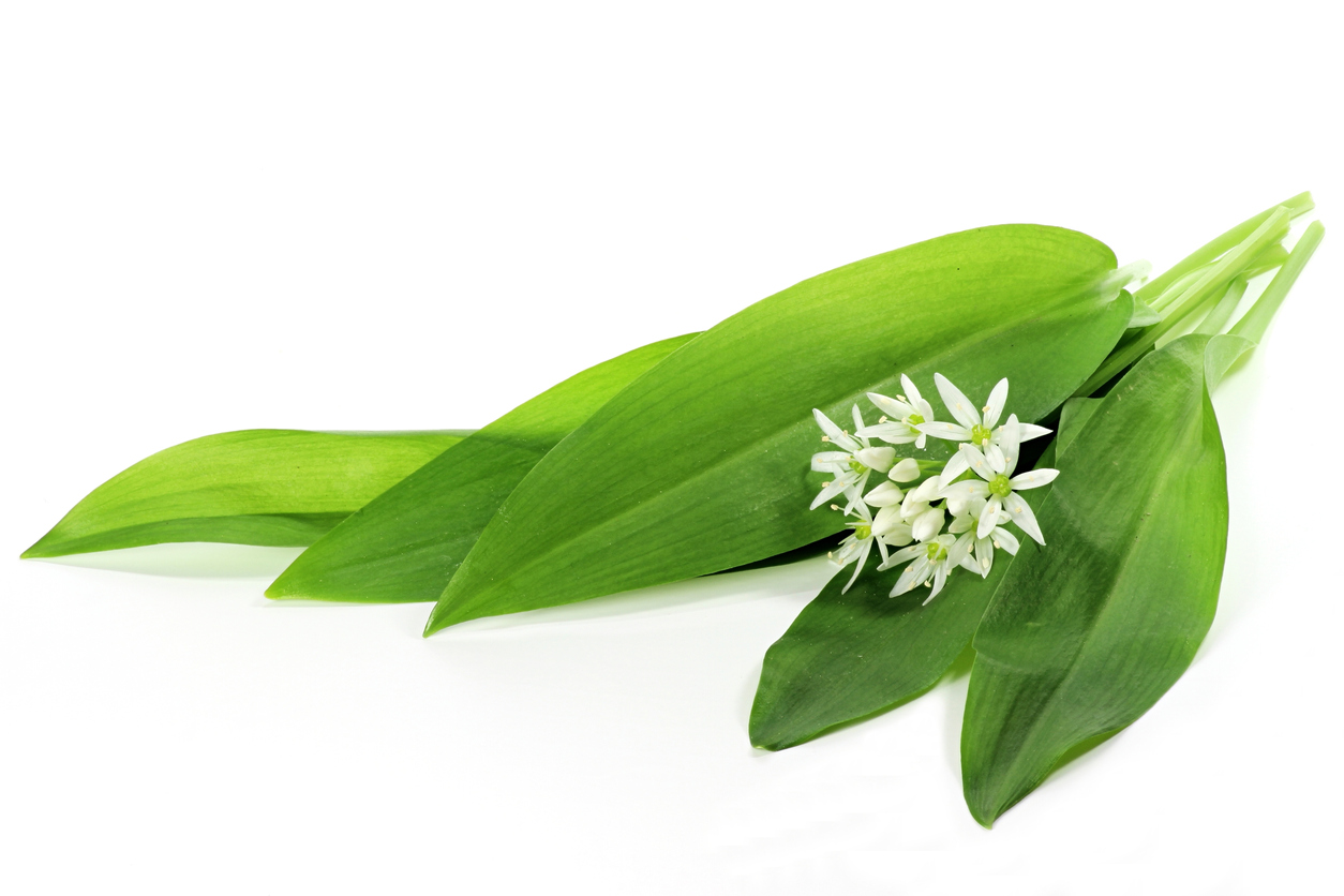 Wild garlic for Spring Foraging