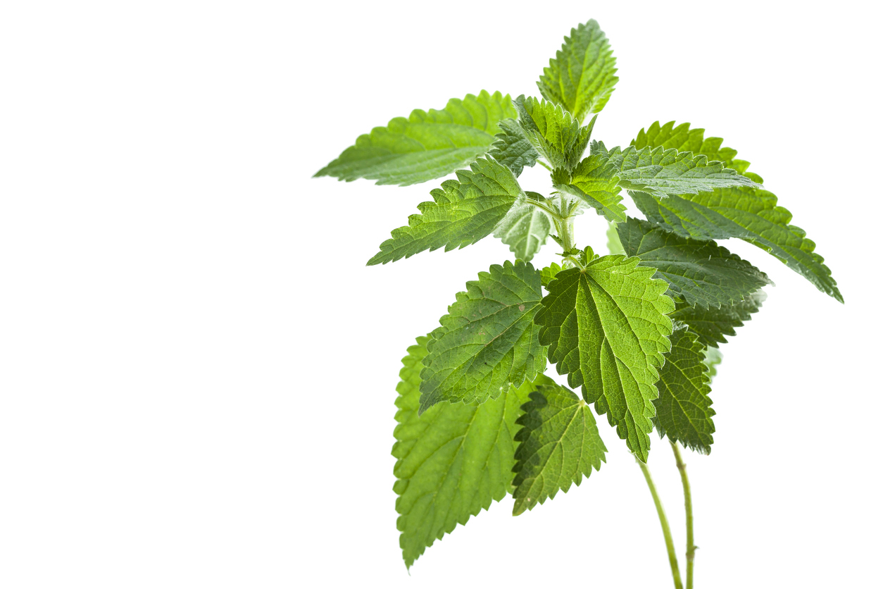 Stinging nettle (Urtica dioica) for Spring Foraging