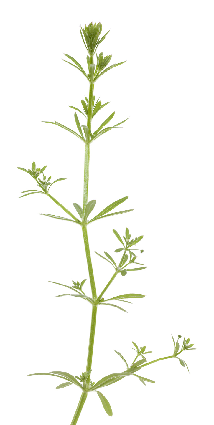 Cleavers (Galium aparine) for Spring Foraging