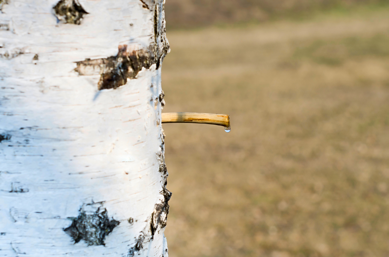 Production of birch sap in spring