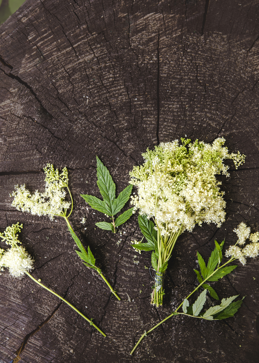 Meadowsweet leaves and flowers -Late Spring foraging