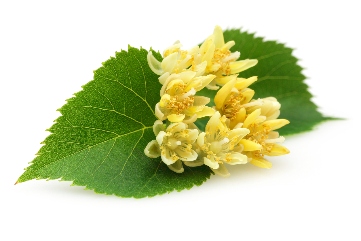 Fresh linden flowers and leaves - Late Spring foraging