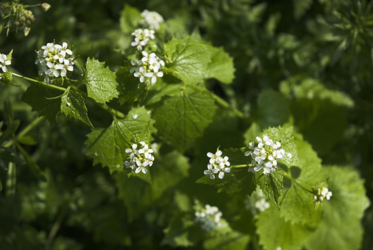 Garlic mustard - Autumn Foraging