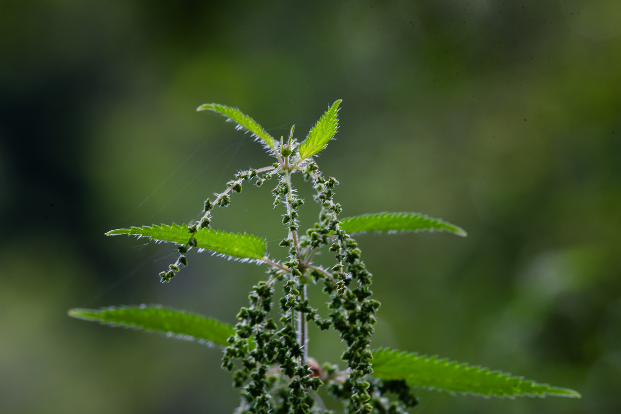 Nettle Seeds – Autumn Foraging