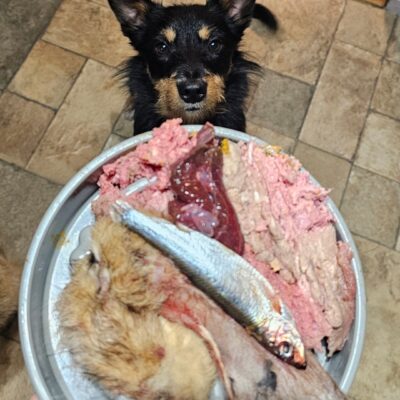 Zorro and meal from K9