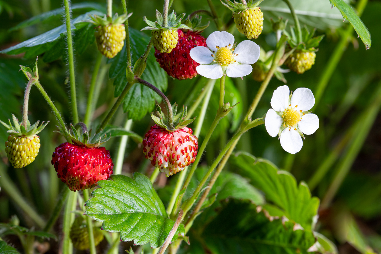 Wild strawberries