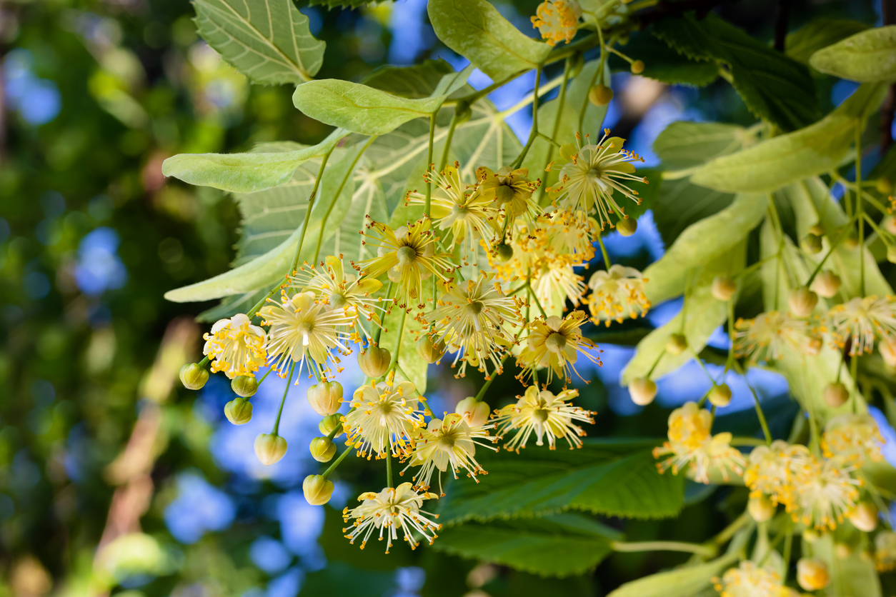 Linden blossoms.