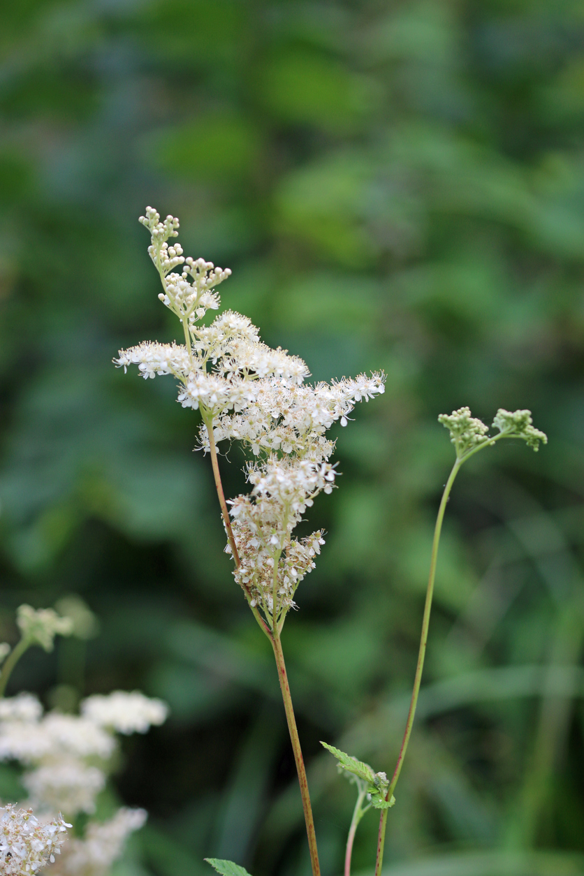 Meadowsweet