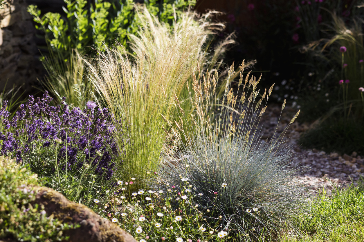 Ornamental Grasses (e.g. Festuca, Hakonechloa)