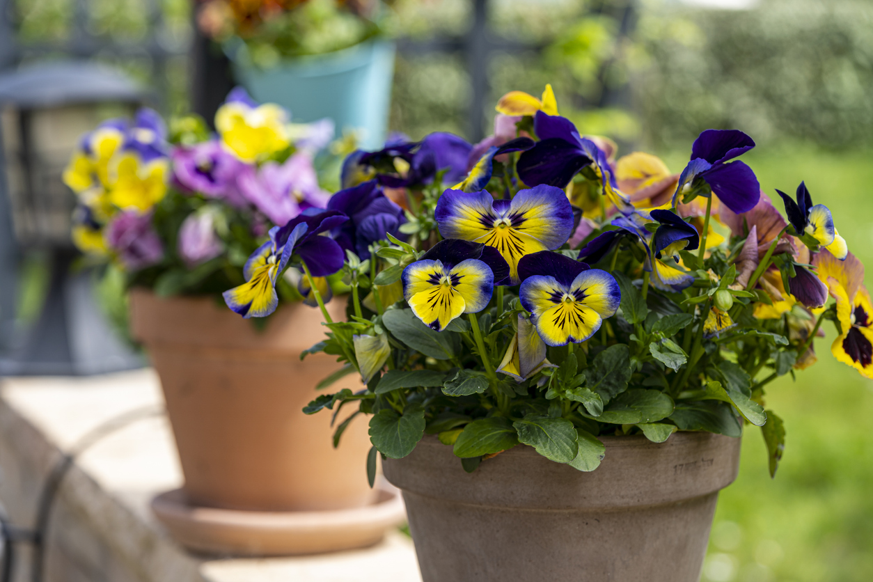 Pansies