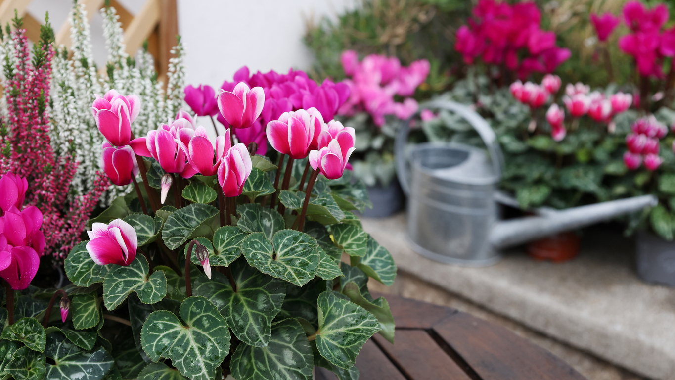 Cyclamen (Hardy varieties)