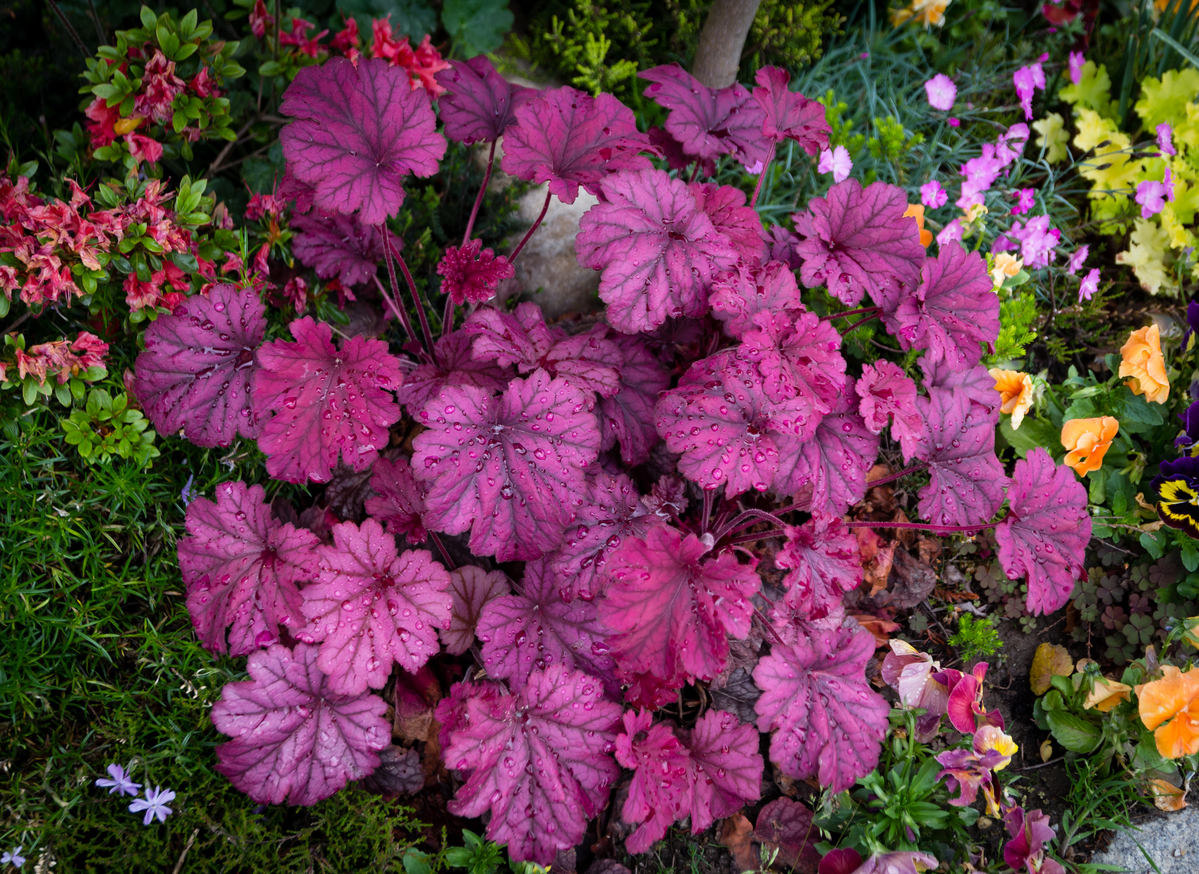 Heuchera (Coral Bells)