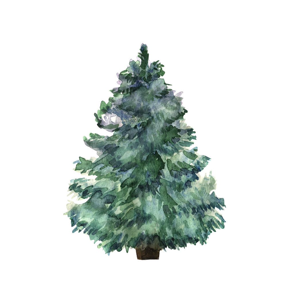 Nordmann Fir