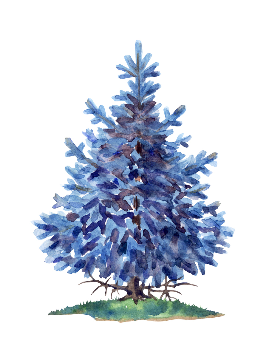 Blue Spruce