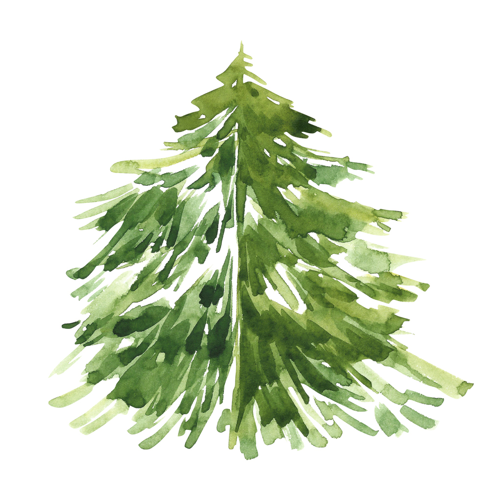 Fraser Fir