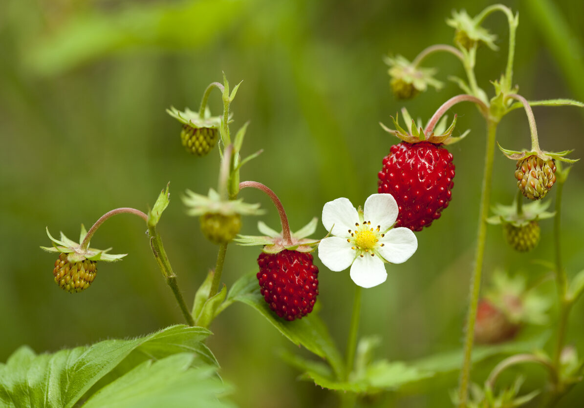 wild strawberry Wild Strawberry