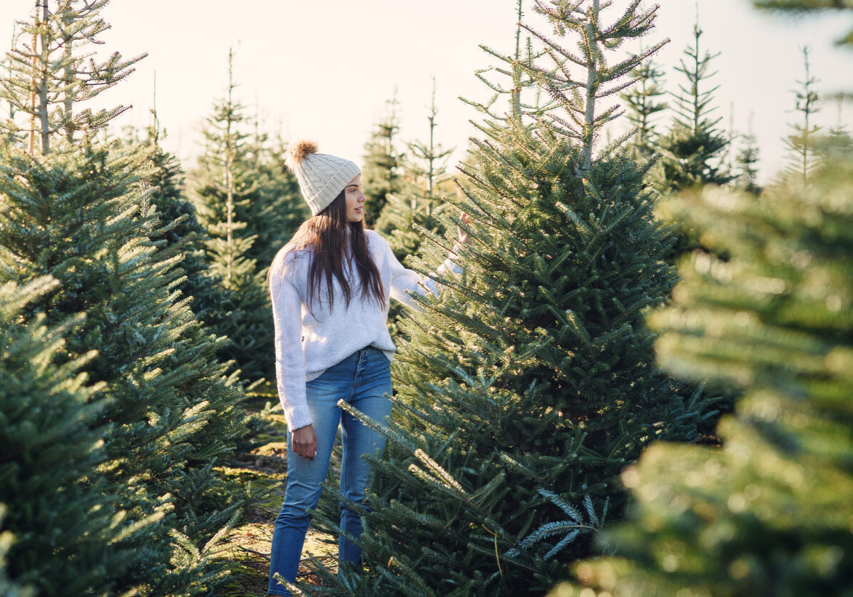 Picking the perfect Christmas Tree