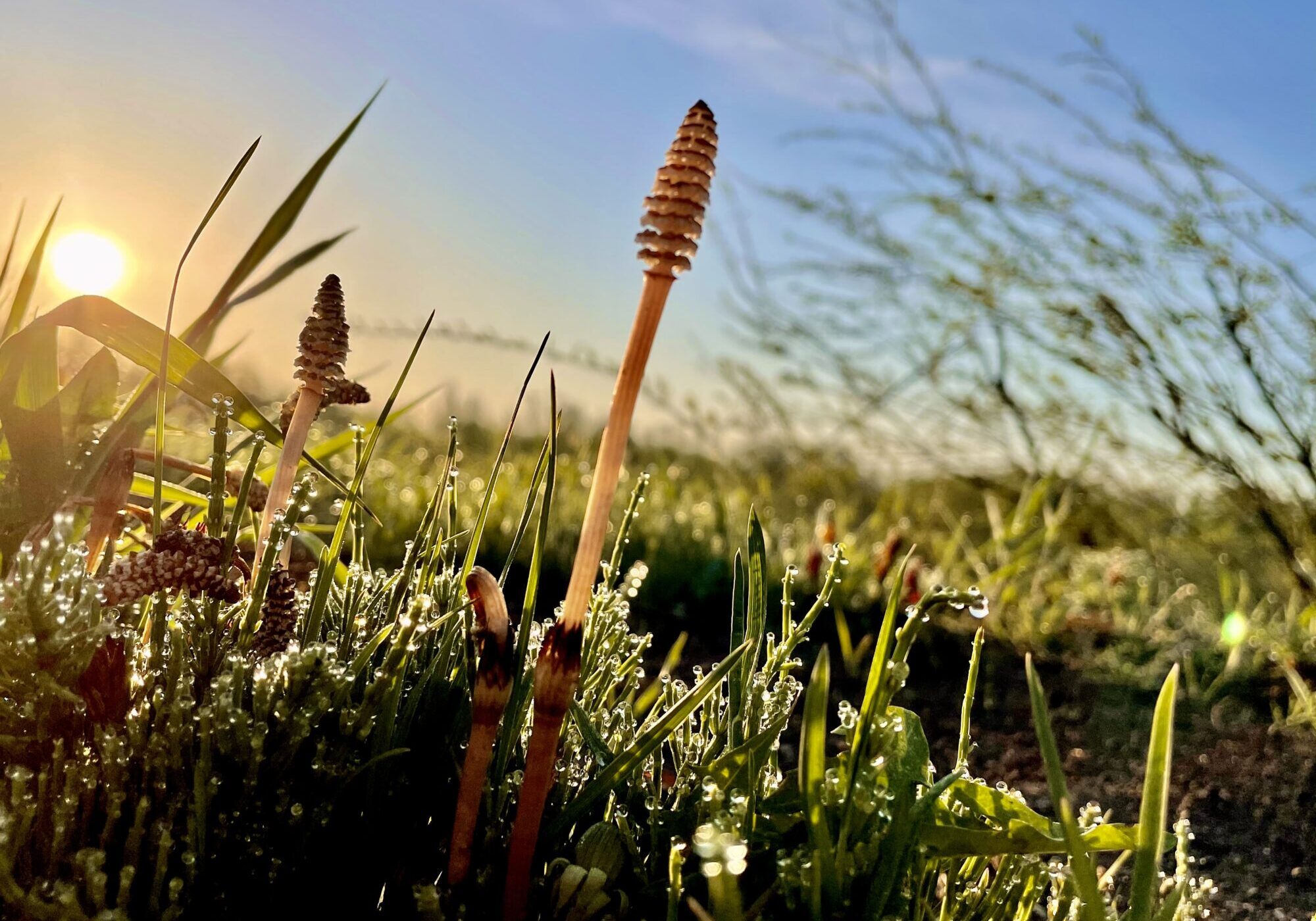 Sunrise and horsetail