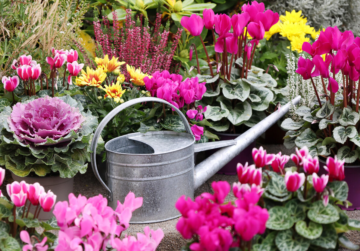 Watering can in the middle of autumn flowers in pots in the garden. Autumn flowers