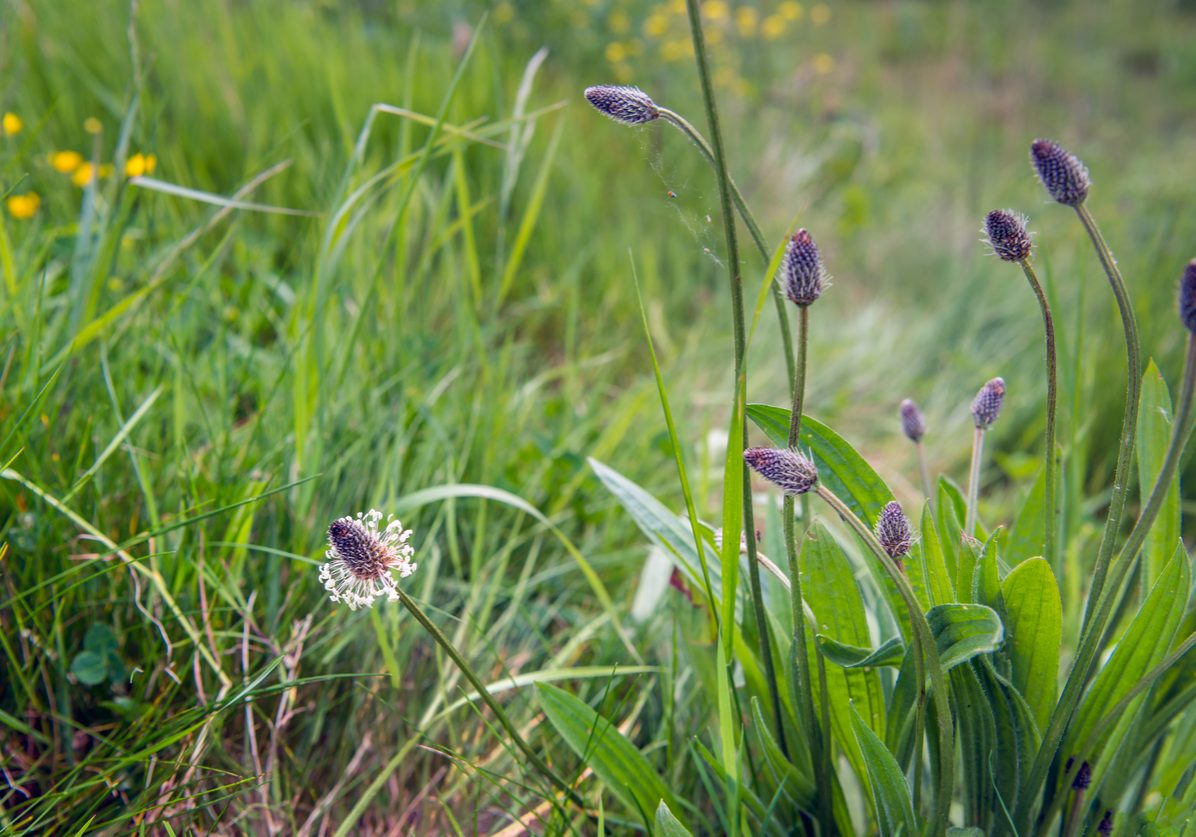 Flowering plantain